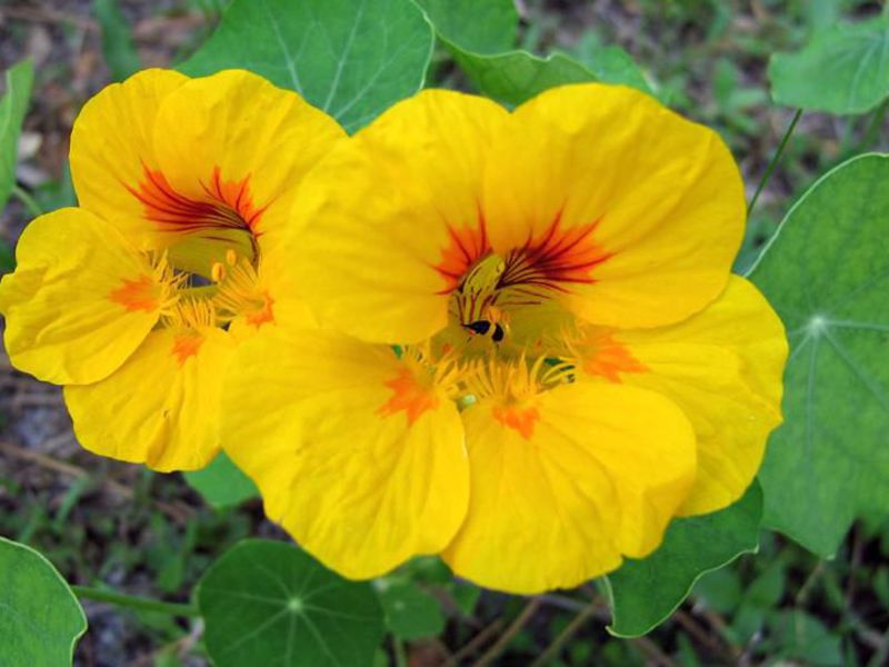 How nasturtium grows