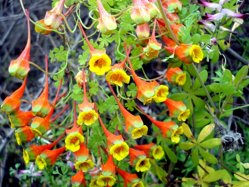 Growing nasturtium