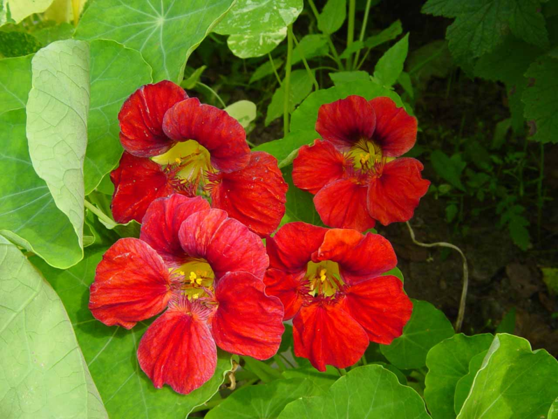 Diseases of nasturtium