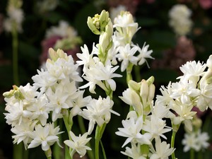 Tuberose blooms almost all summer.