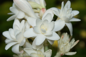 Tuberose - flower close-up photo