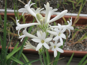 Tuberoses also grow very well at home.