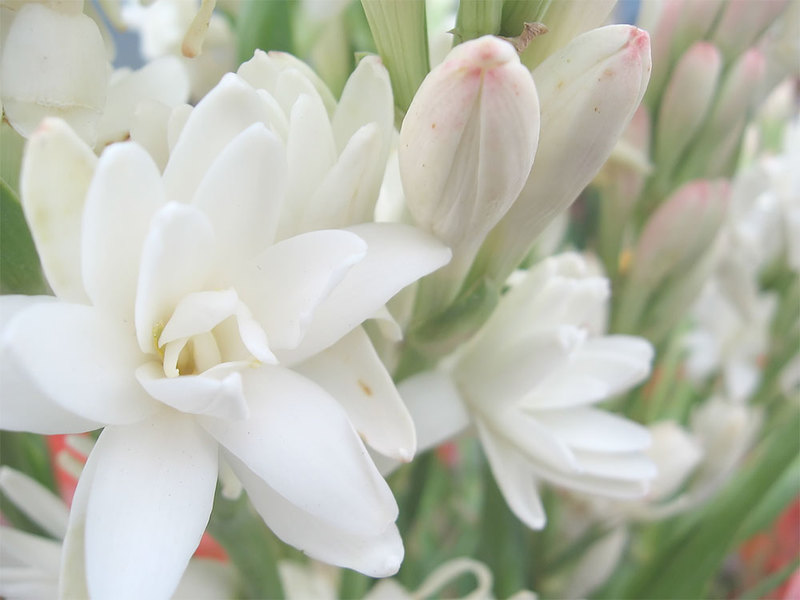 Tuberose in the garden and at home is a flower that can grow both in a pot and in a flower bed.