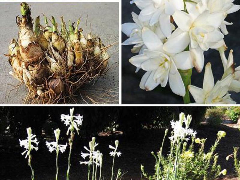 Photo of tuberose bulbs - storage in winter.