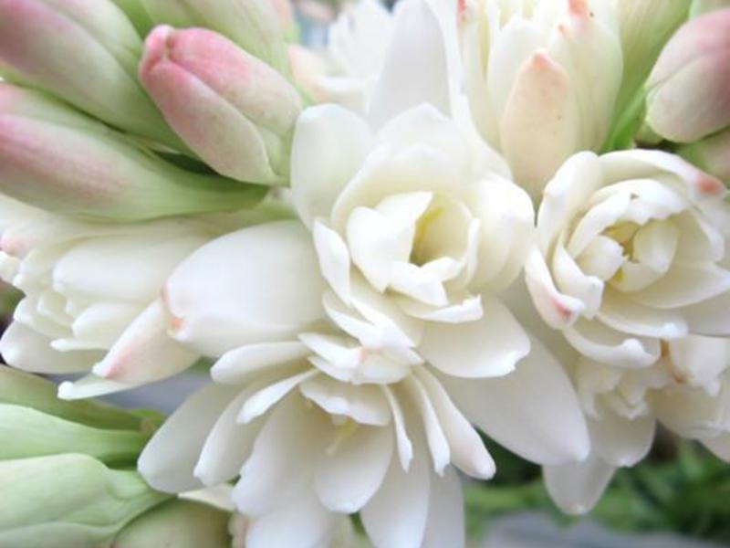 Tuberose care does not require much effort.