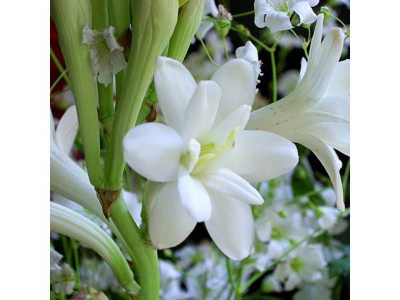 Tuberose is a very beautiful white flower