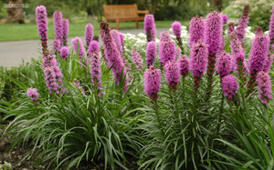 Conditions for growing Liatris