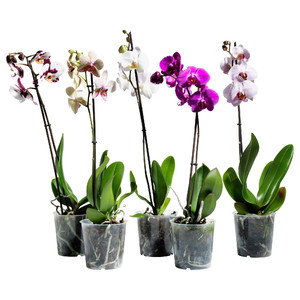 Potted orchids are sold at flower shops.