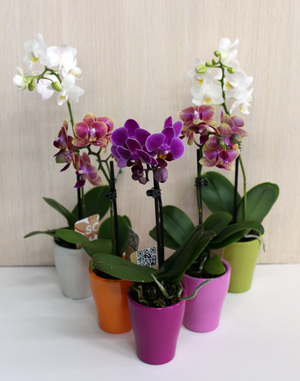 A mini orchid is a plant that does not take up much space at home.