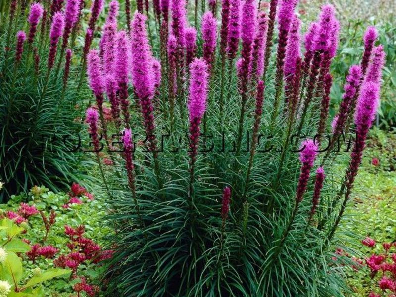 Varieties of Liatris varieties