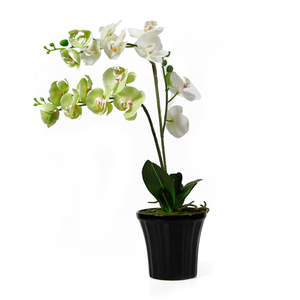 Decorative orchid will adorn any home.