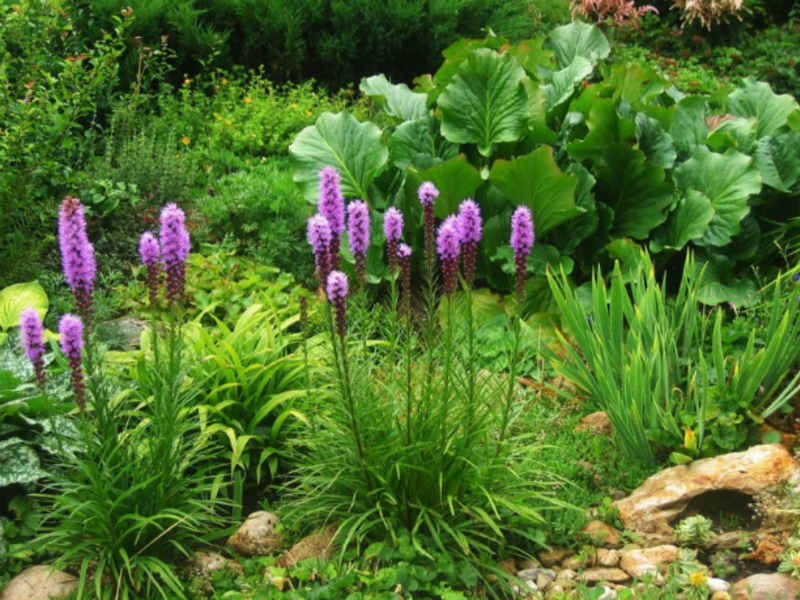 Varieties of Liatris