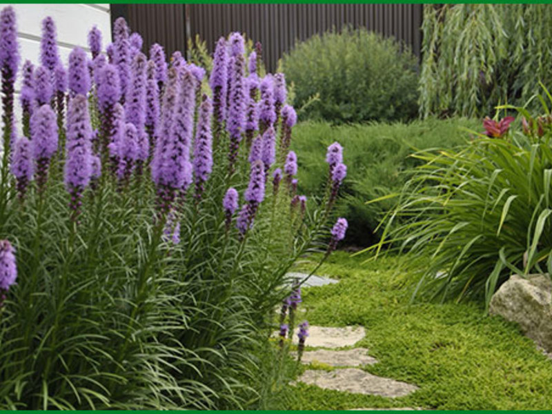 Liatris garden flower