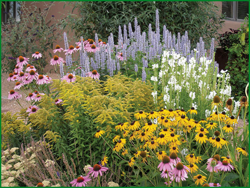 Perennial liatris