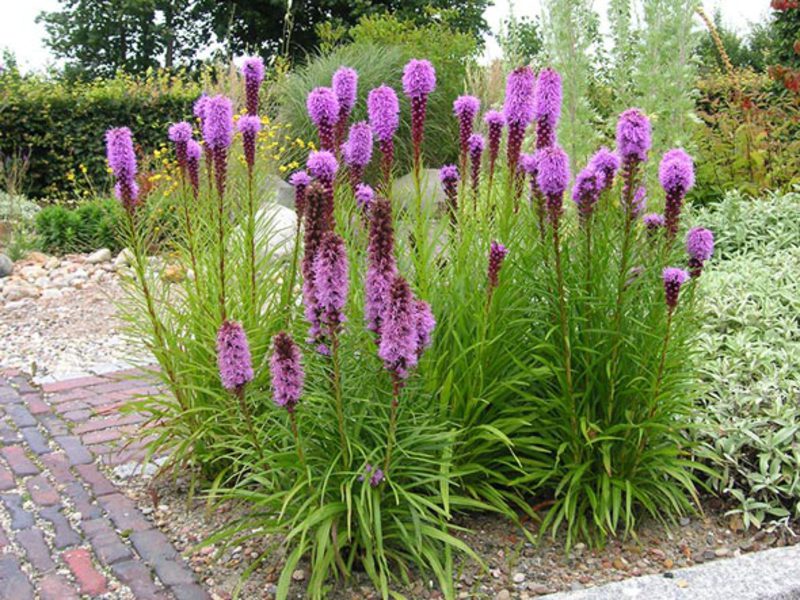 How to care for a lyatris plant