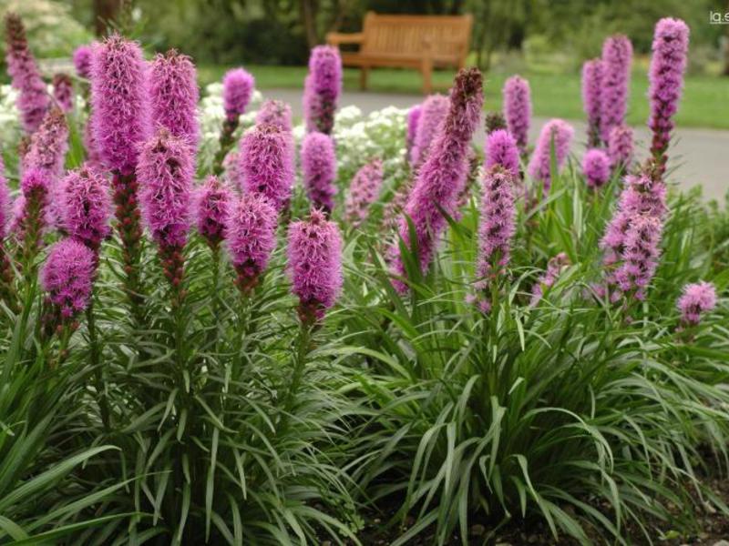 Types of Liatris