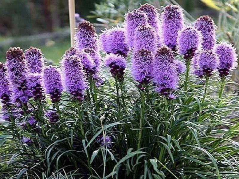 How to water a Liatris plant