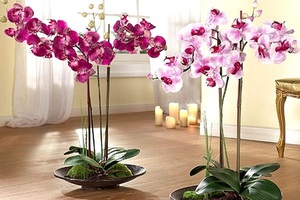 Orchid is a beautiful flower that is loved very much for its beauty and exoticism.