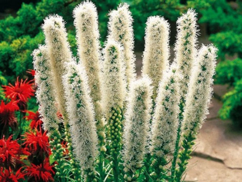 Spikelet liatris in the garden