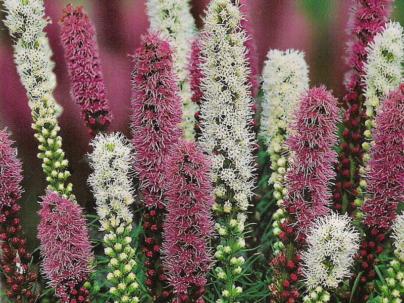 Spikelet liatris