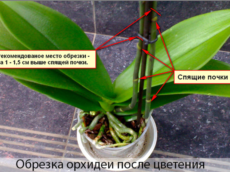 Caring for an orchid requires some knowledge.