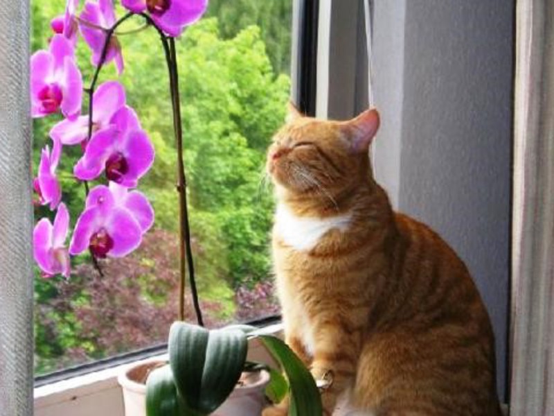 Phalaenopsis orchid on the windowsill is a splendor in the house.