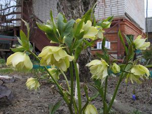 Planting a hellebore