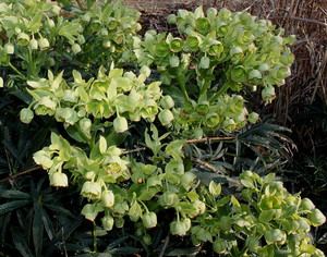 Hellebore flower