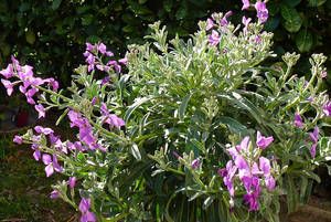 Night violet Mattiola grows well in garden beds.