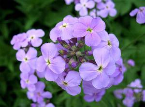 Night violet bloom - purple delicate flowers enchant.