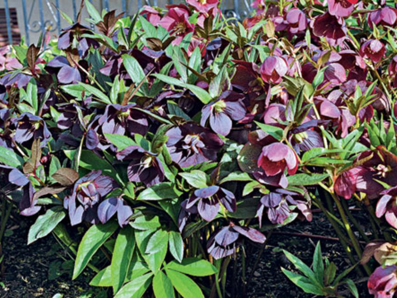 Description of hellebore variety