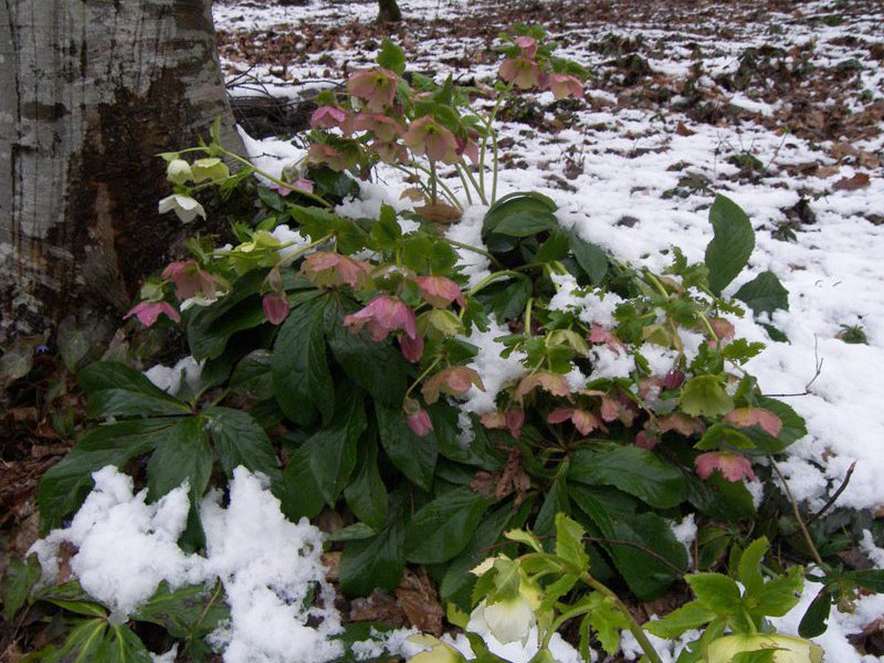 Hellebore flower and its types