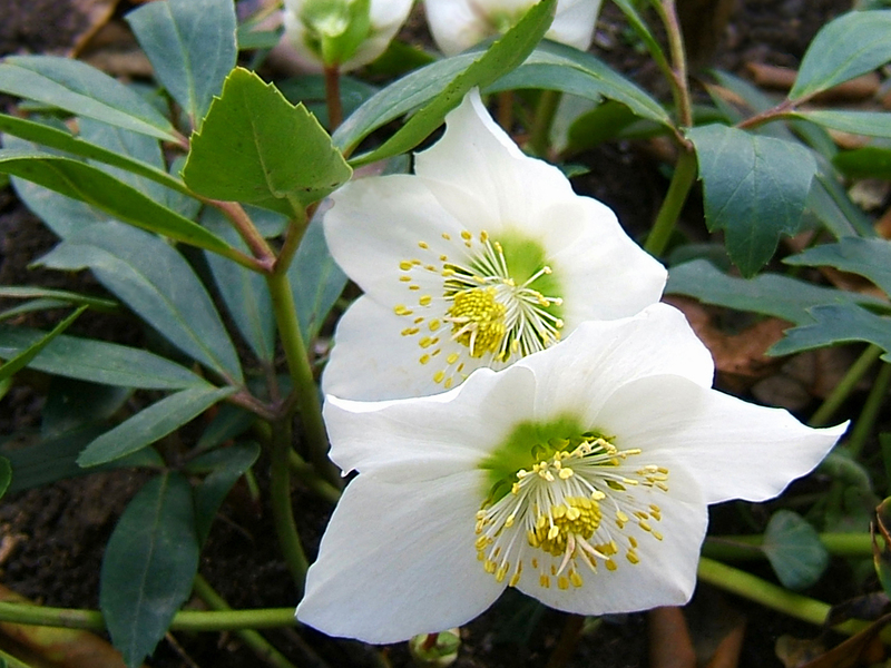 Hellebore propagation