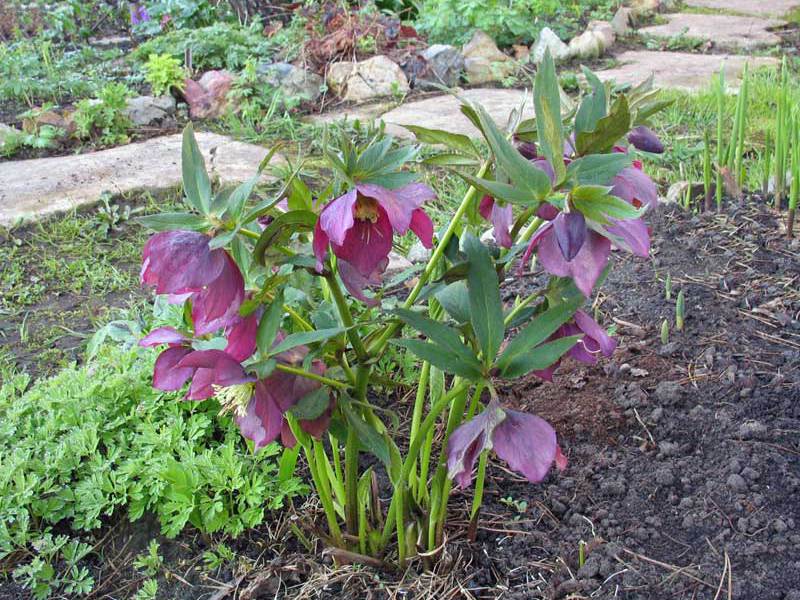 Where the hellebore grows