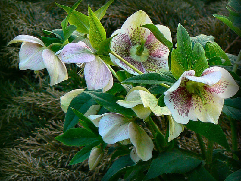 Flower genus Hellebore