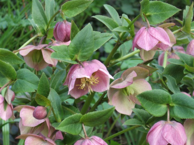 Growing hellebore