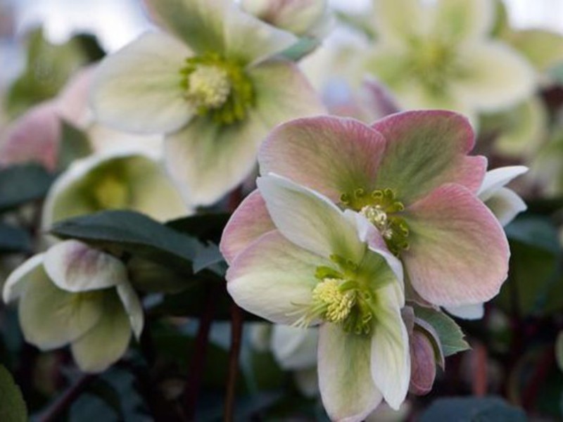 How to plant a hellebore