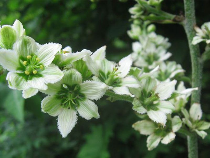 Growing hellebore