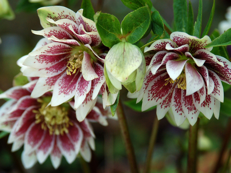 How to plant a hellebore