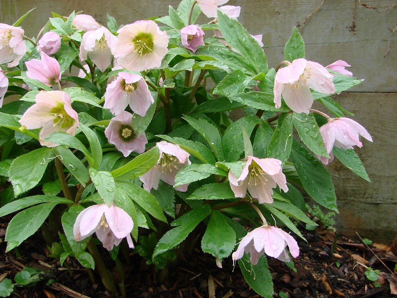 Hellebore pests