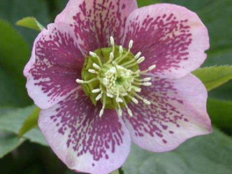 How and where to plant a hellebore