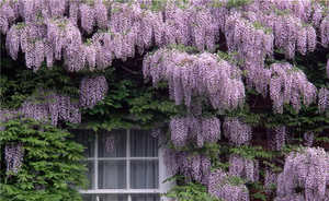 Climbing flowers for the garden