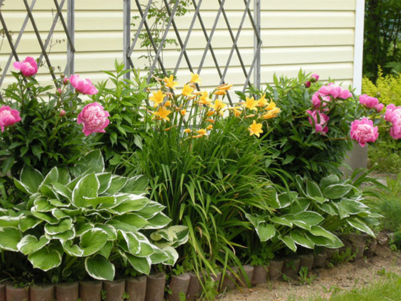 Varieties of perennial flowers