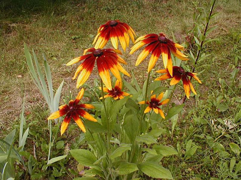 Flowers for a summer cottage