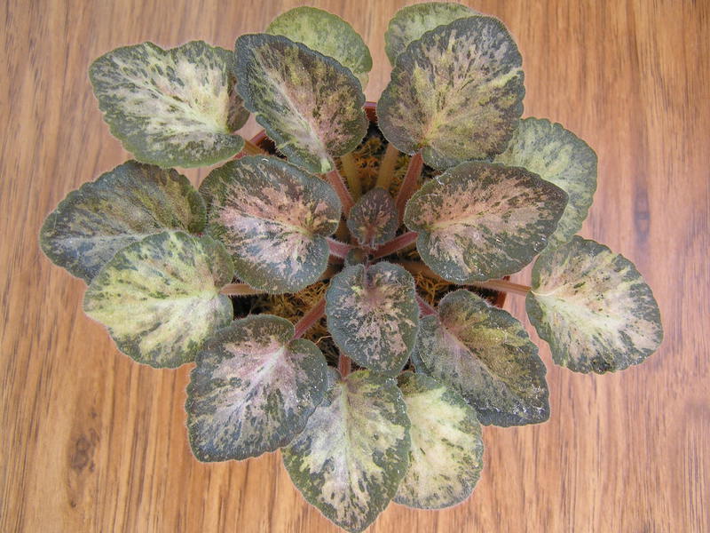 The variegated violet got its name from the shade of the leaves.