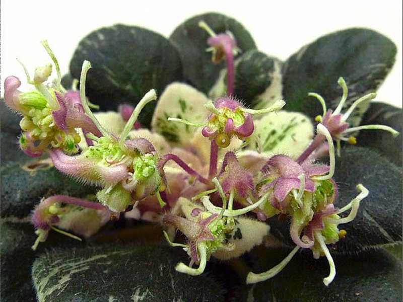 Variegated Saintpaulia wasp is a plant with greenish flowers.