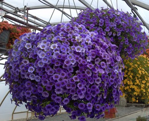 How many pieces to plant petunias in pots