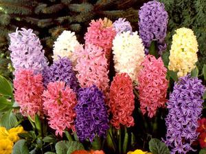 Planting and caring for hyacinth