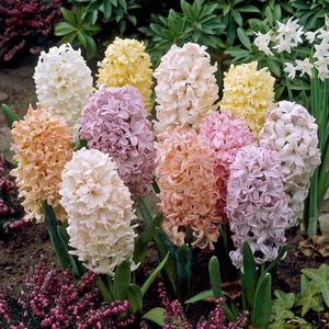 How to grow hyacinths outdoors