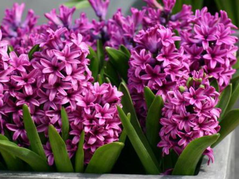 Hyacinth in the flowerbed